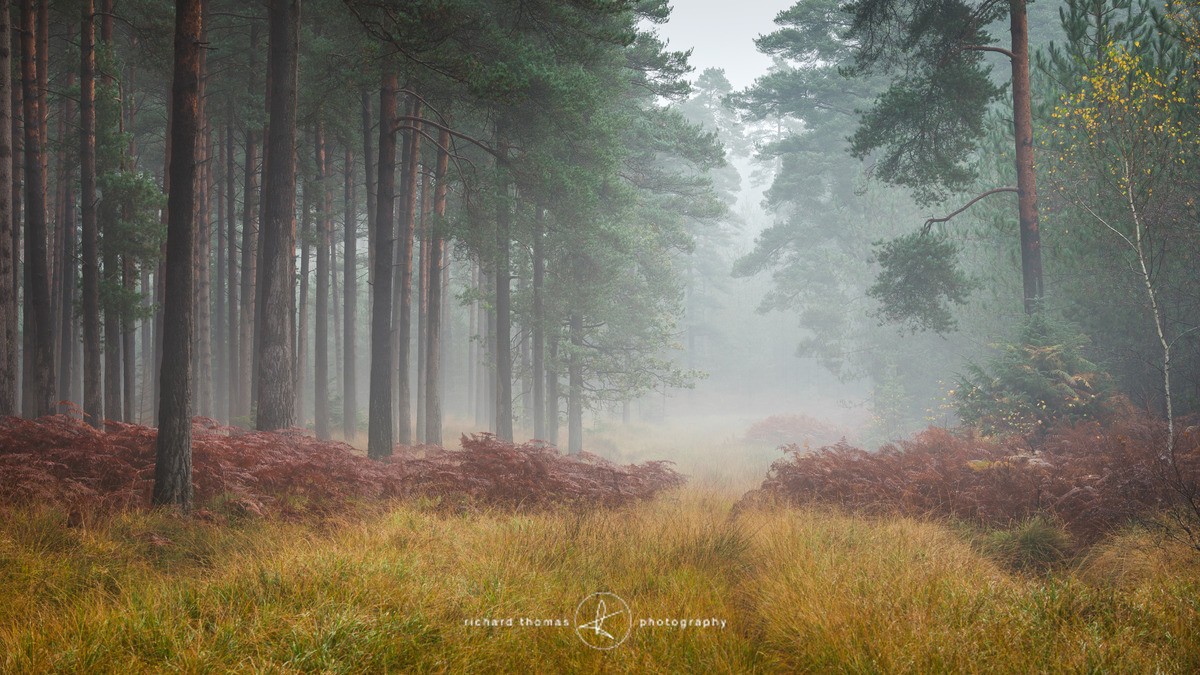 Paved with Gold III - New Forest - Woodland