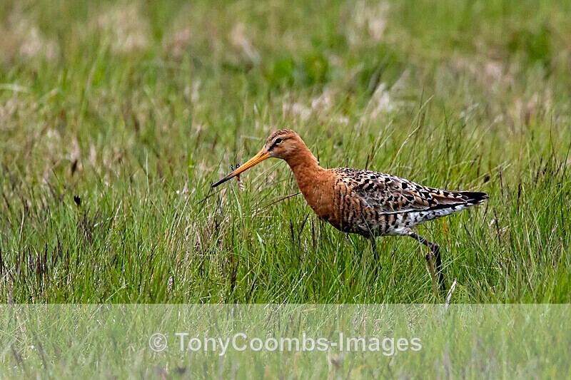 Black-tailed Godwit - Iceland