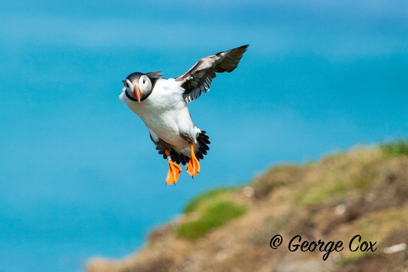 Jumping Puffin - Puffins
