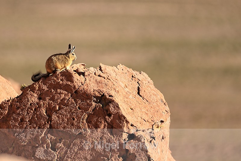 Viscacha looks out from rock, Machuca, Chile - Viscacha