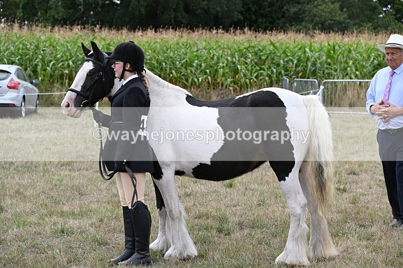 WJ6_5705 - Class 18 In-hand Coloured