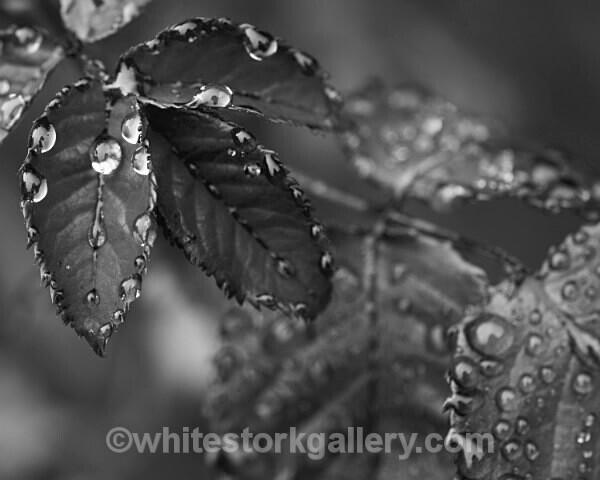  - Slow Photography