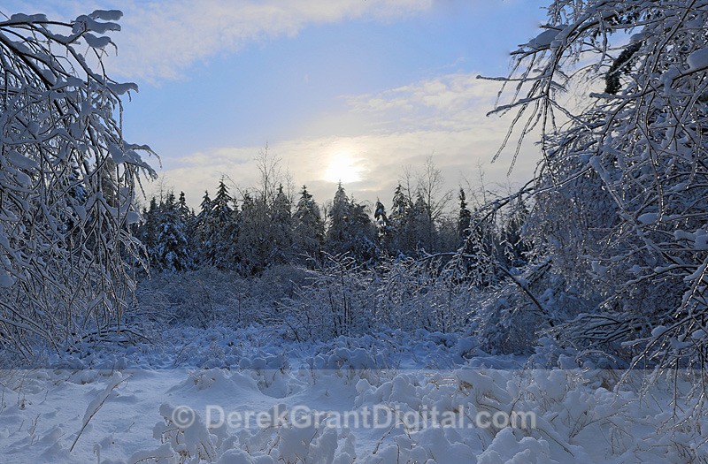 Cold Meadow - Winterscape