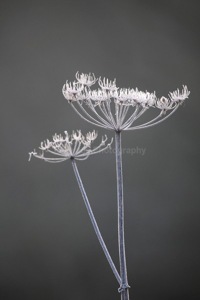 Winter Flowers FL068 - Wild Flowers,  plants & Fungus photography, Great Britain