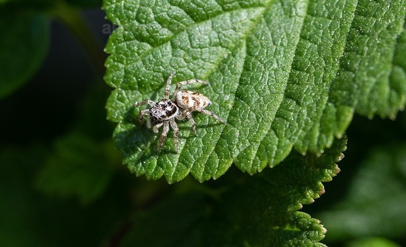 - Macro World
