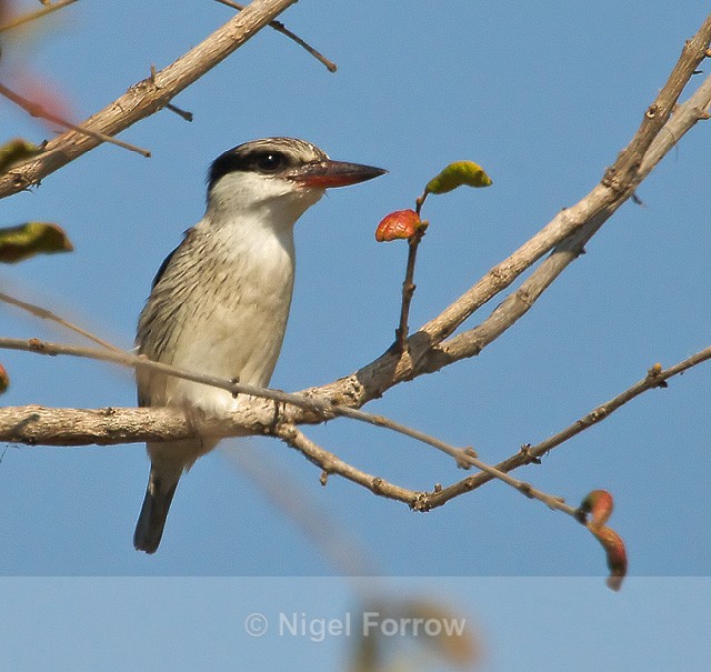 Striped Kingfisher perched on a branch in a tree - Striped Kingfisher