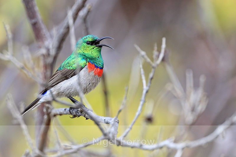 Southern Double-collared Sunbird calling, Simon's Town, South Africa - Southern Double-collared Sunbird