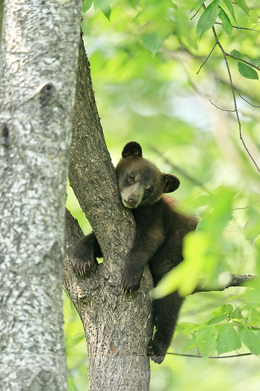 Black Bear cub relaxing, Minnesota, USA - American Black Bear