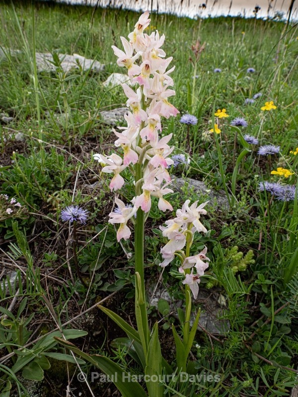 Hybrid Orchis - Orchis x colemanii ( Orchis mascula x O. pauciflora) - Wild Orchids - 1