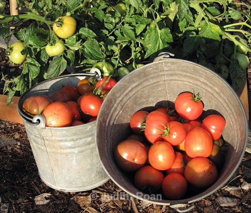 Tomato Sauce-8 - Tomato Sauce