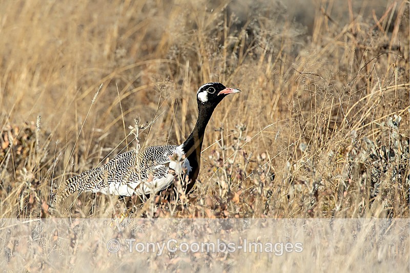 Northern Black Koorhan - Etosha National Park ~ Birds