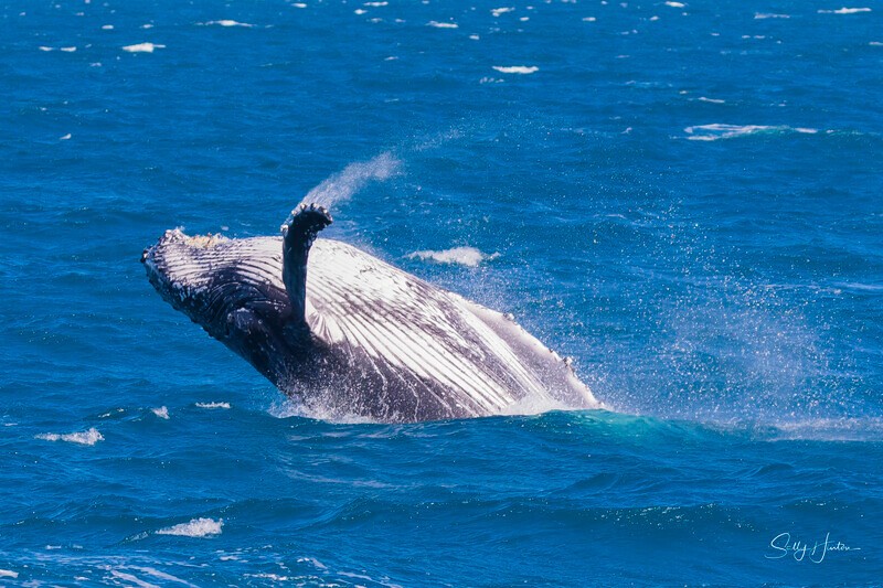 0A3A4398 - 2024 Hervey Bay Whales
