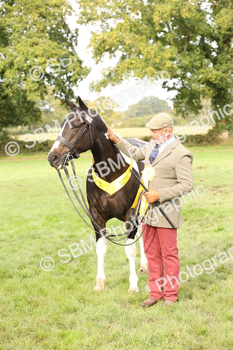 SBM_56827 - S54 - Piebald & Skewbald Horse In Hand