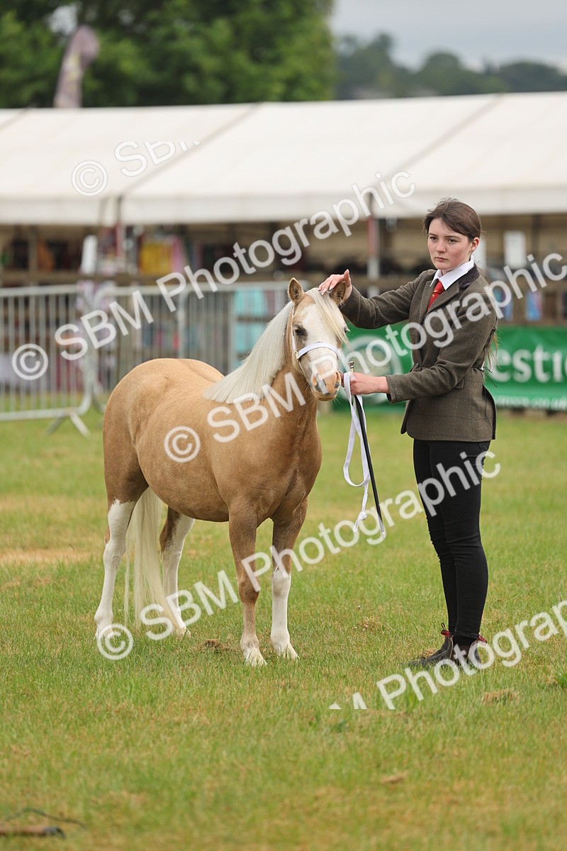 SBM_01404 - Class 50-57 - M&M Welsh Pony In Hand