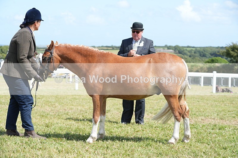 DSC07312 - Class 68: NPS SHP Youngstock