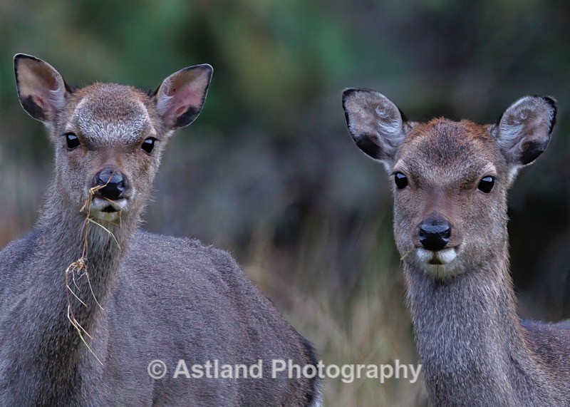 Sika Deer - Latest Images