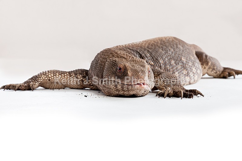 1SKJ7347 - Roaming Reptile Show