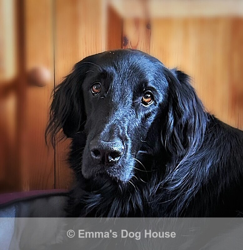  - Pawtraits