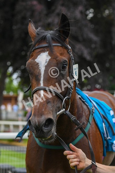 170623-Race 5-Twilight Romance-0818 - Race 5 4.15pm Reg Griffin Appreciation ebfstallions.com Maiden Stakes