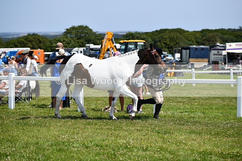 DSC_7893 - Coloured Horse In Hand Championship