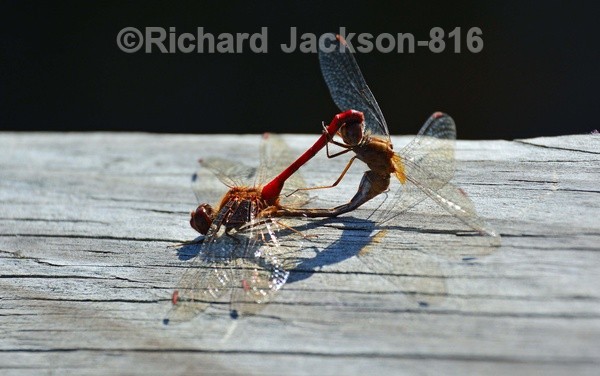 Mating Rights - Insects