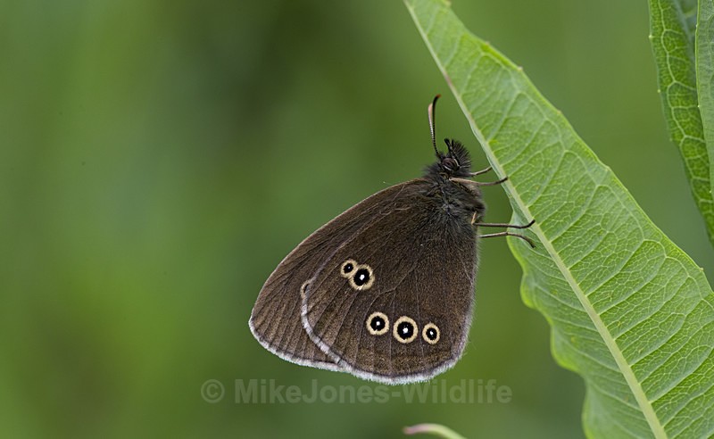 Ringlet Butterfly at Prees Heath, Shropshire - New Butterflies from Prees Heath (Silver Studded Blue )