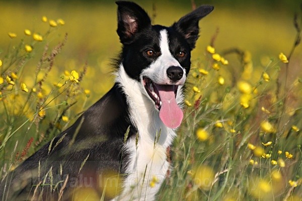 69 Sasha in Buttercup Meadow - SASHA