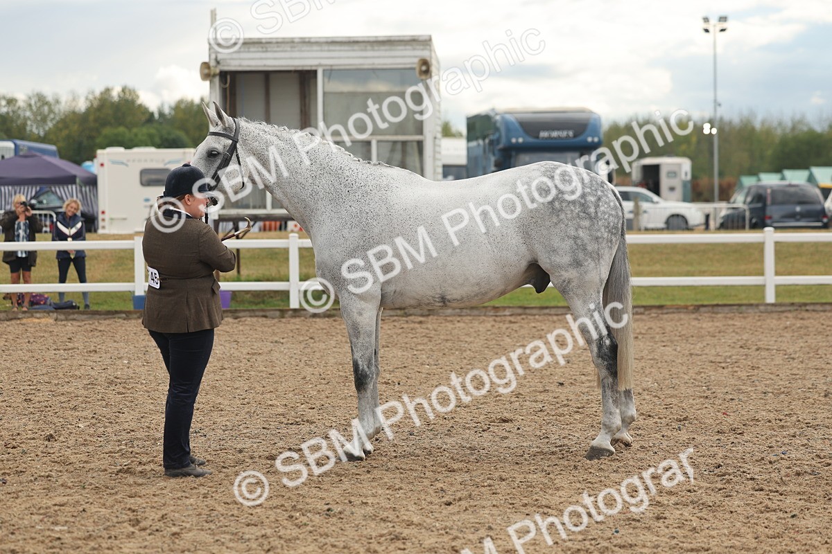 SBM_07924 - Class 28 - IH Veteran Horse