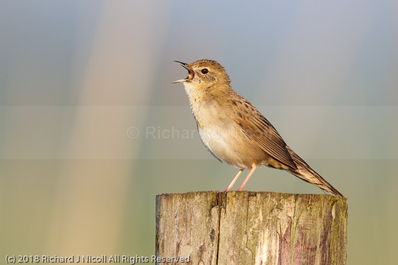 Grasshopper Warbler (Locustella naevia) - Common Grasshopper Warbler (Locustella naevia)