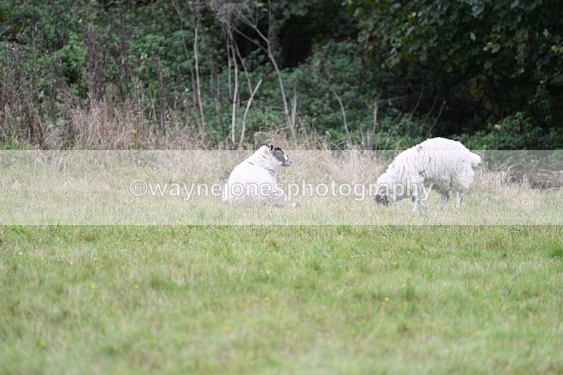 WJ7_4009 - Camera 1 Line 2