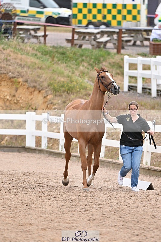 250716-140813-00923 - Trot Up 1.30 to 2.30
