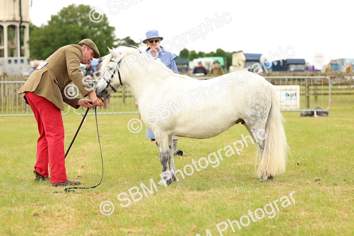 SBM_04368 - Class 64-67 - Shetland Pony In Hand