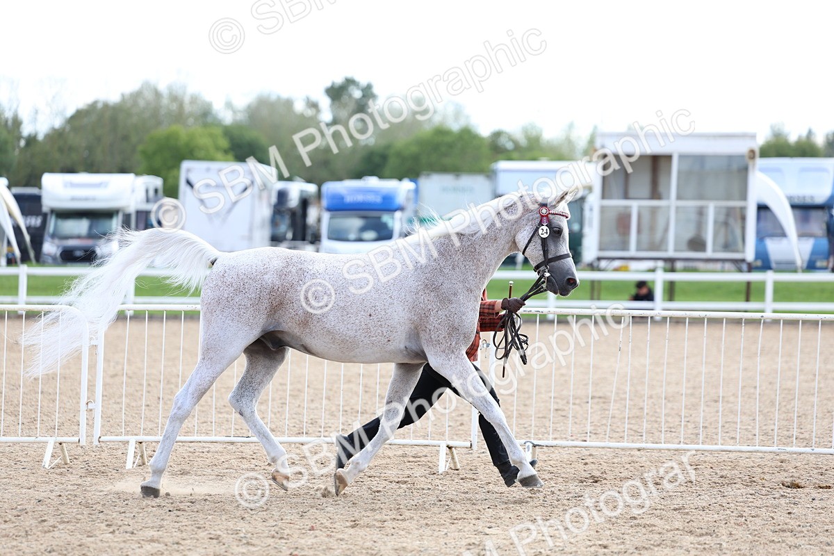 SBM_18727 - Class 317 - IH Pure Bred Horse-Pony