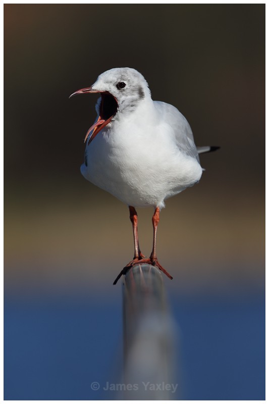 Yawning Gull - Latest Work