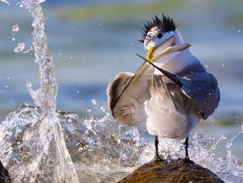 Preening Rocks 3