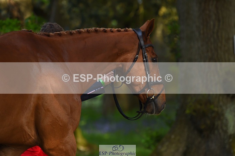 230524-170846-01309 - 156-JUST_PERFECT-Gaspard_Maksud-WEDTrotUp+DR