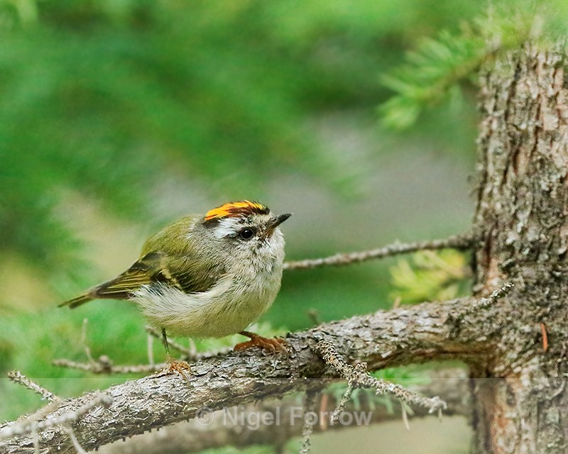 Golden-crowned Kinglet (adult), Maligne Canyon, Canada - Golden-crowned Kinglet