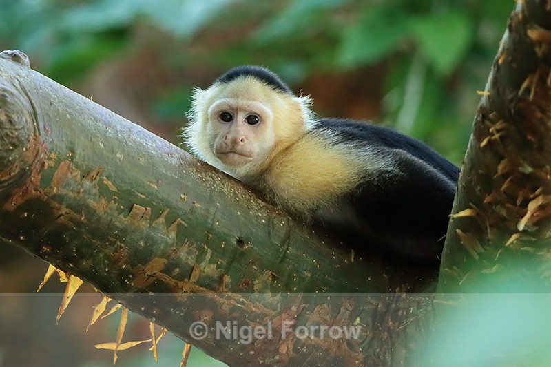 Capuchin monkey relaxes in tree, Panama - Monkey