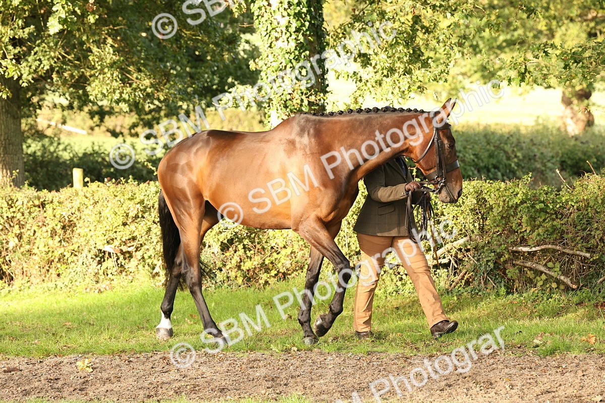 SBM_54920 - S52 - Riding Horse & Hack & thoroughbred In Hand