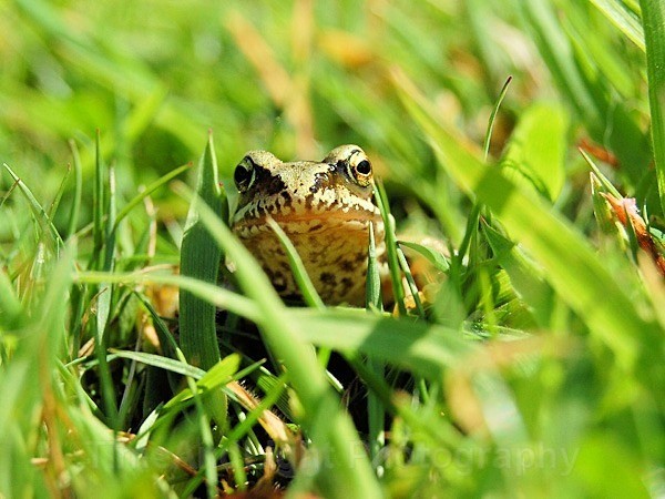 Frog - Amphibians & Reptiles