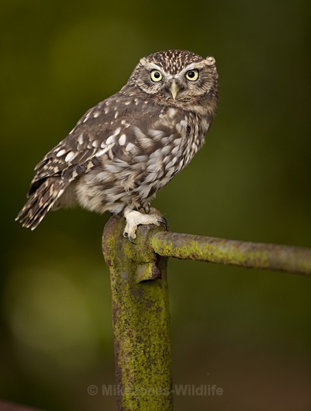 LITTLE OWL - FAVOURITES WILDLIFE GALLERY. Selected images from the wildlife collections.