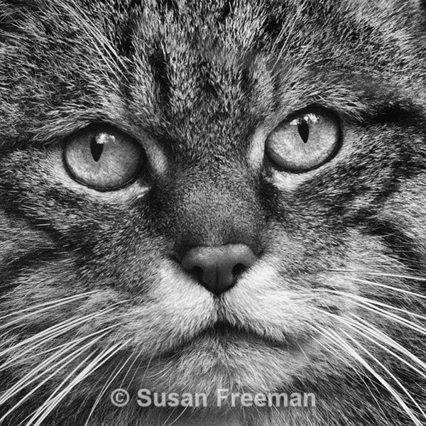 Scottish Wildcat - Monochrome