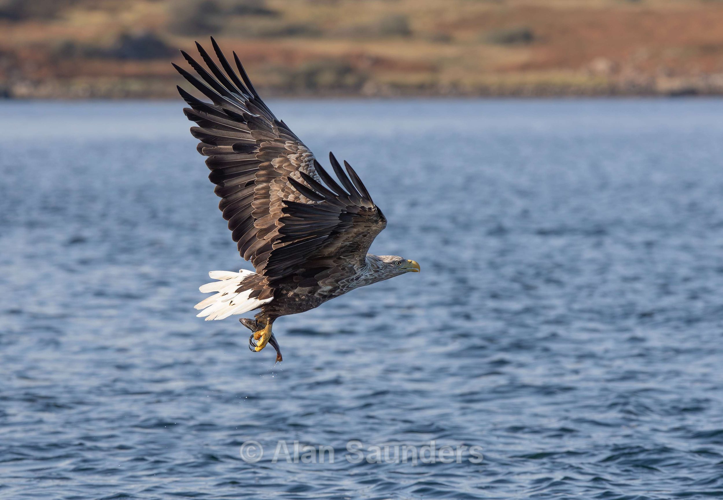 White Tailed Eagle 50