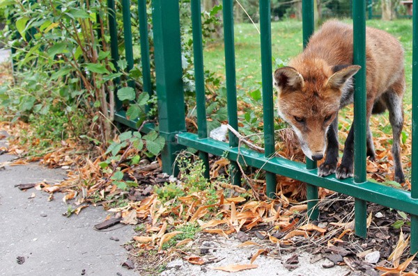 Urban Fox, Bristol _ UR071 - Urban Foxes, Bristol, Great Britain