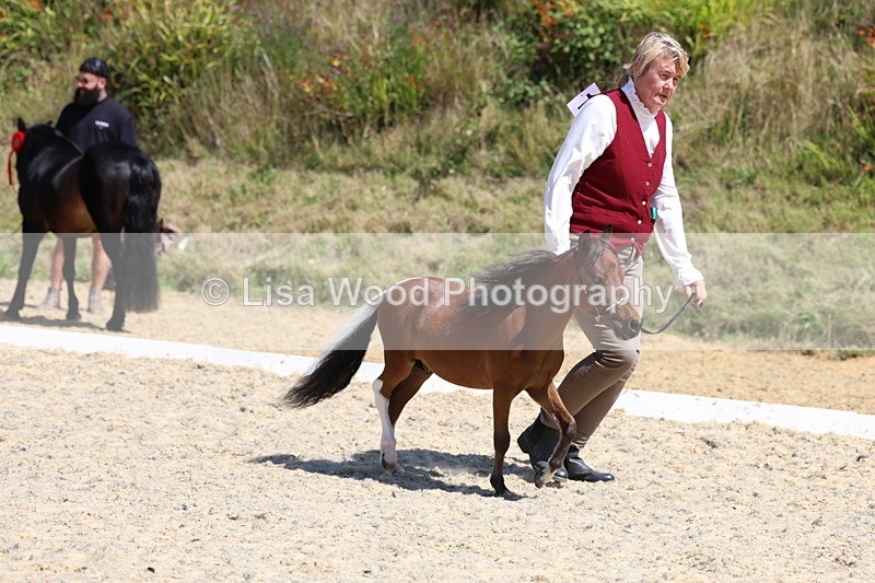 3E7A9469 - Class 30: Mnititature Horse