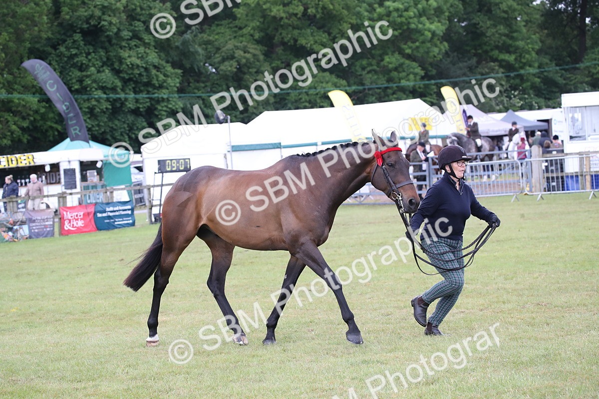 SBM_11452 - Class 94 - LIHS BSHA Racehorse to Showhorse