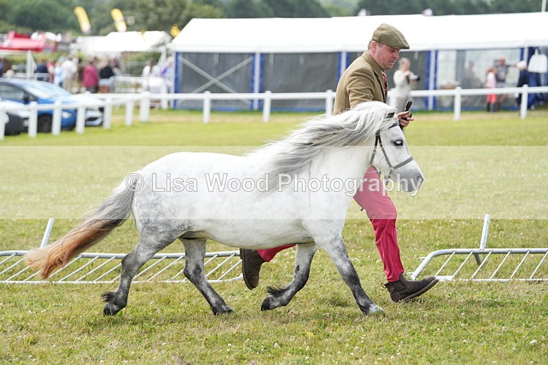 DSC05930 - NPS M&M In Hand Championship