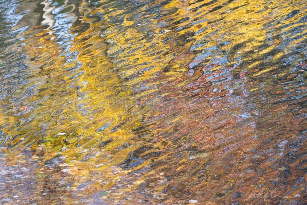 DSC_7274 - Autumn