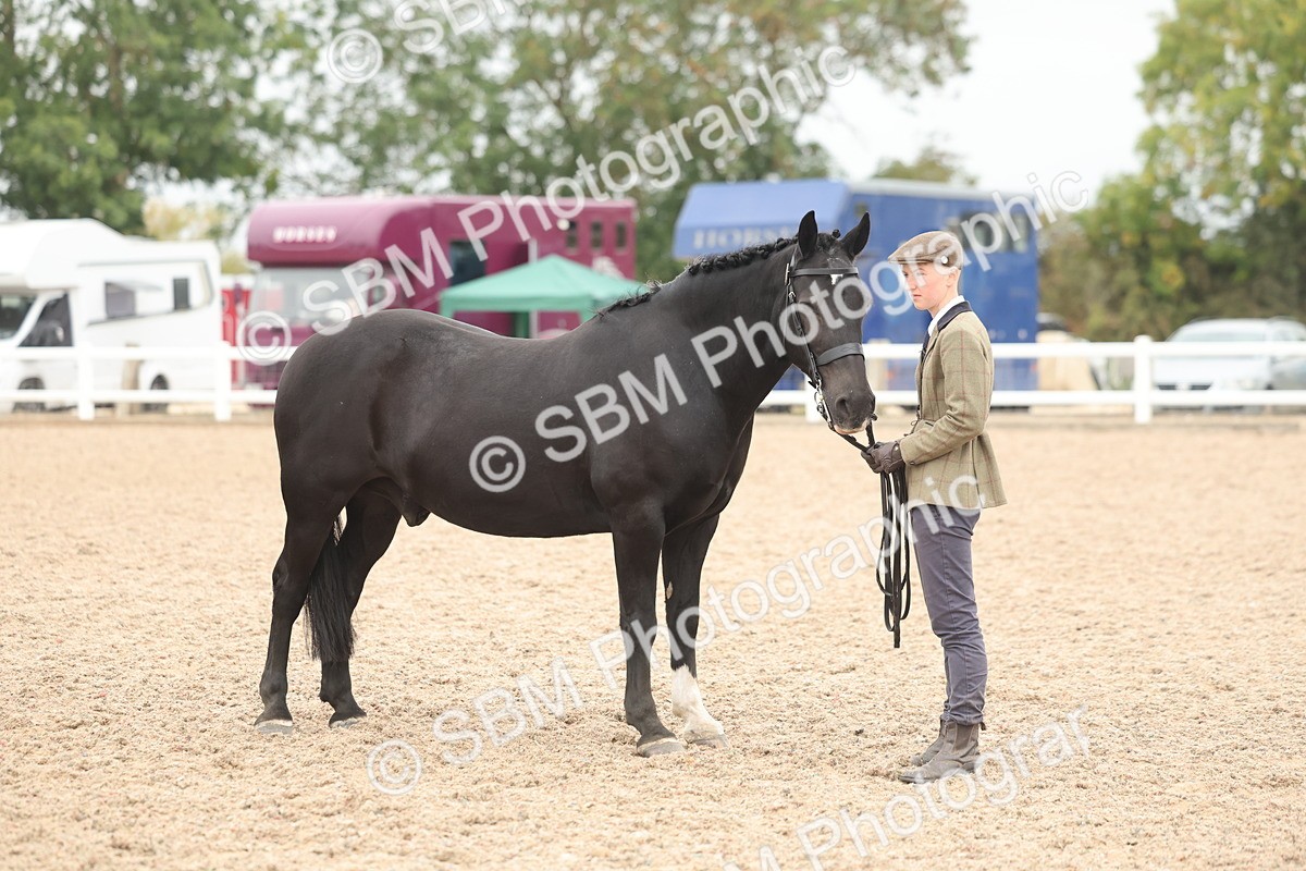 SBM_19851 - Class 318 - IH Part Bred Horse-Pony