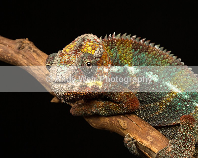 20140325-3K8A9384 - Lizards